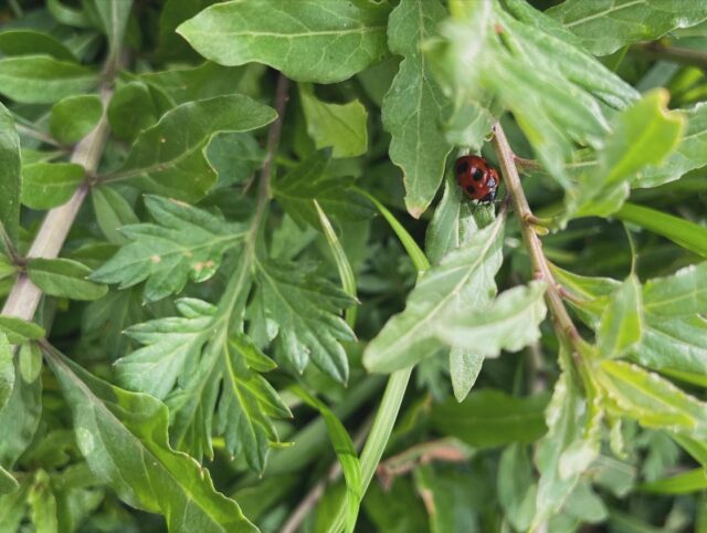 お散歩🐞